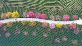 龙岩永福镇：贴心服务成就茶樱共生